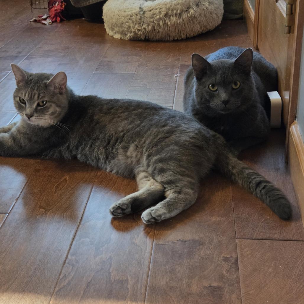 Orville, Adoptable, Adult Male Domestic Short Hair.