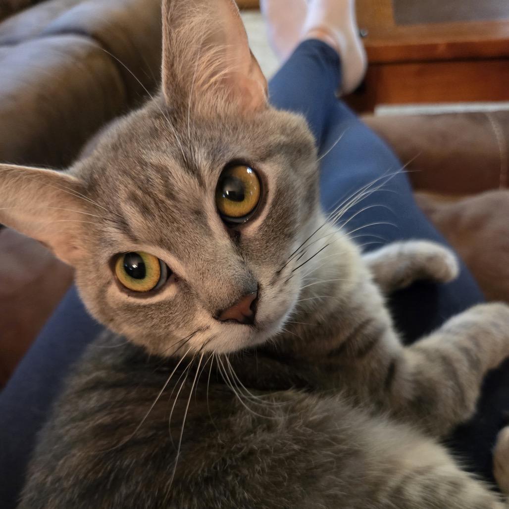 Orville, a Adoptable Domestic Short Hair in Chaska, MN image 2/6