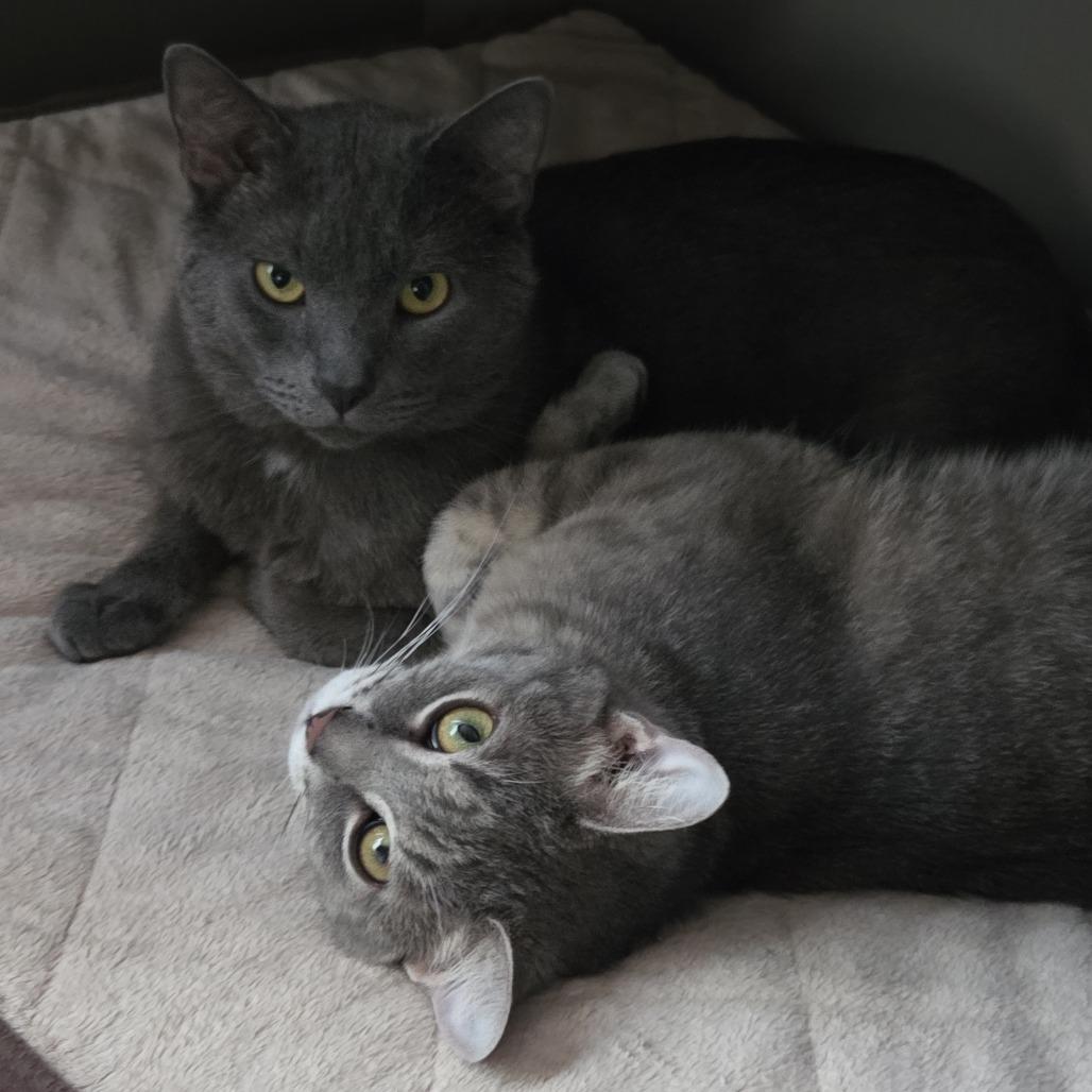 Orville, a Adoptable Domestic Short Hair in Chaska, MN image 3/6