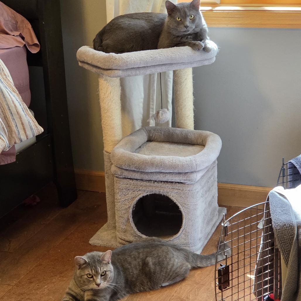 Orville, a Adoptable Domestic Short Hair in Chaska, MN image 4/6
