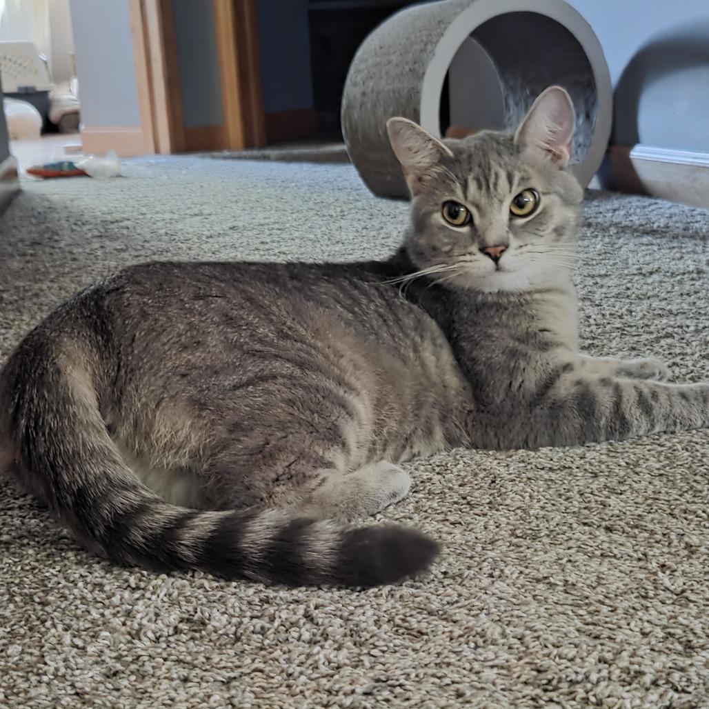 Orville, a Adoptable Domestic Short Hair in Chaska, MN image 5/6