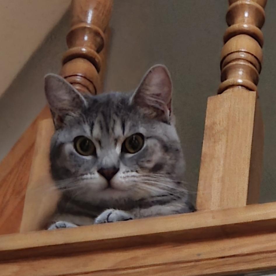 Orville, a Adoptable Domestic Short Hair in Chaska, MN image 6/6