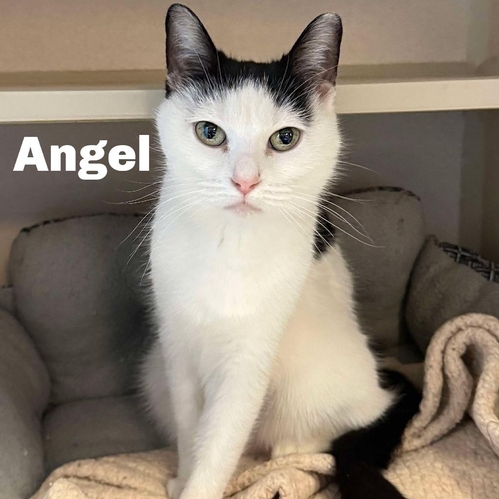 Angel 250988, Adoptable, Adult Female Domestic Short Hair.