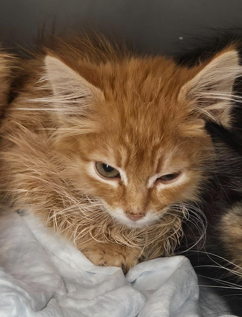 Orange DLH Kitten, Adoptable, Kitten Male Domestic Long Hair.
