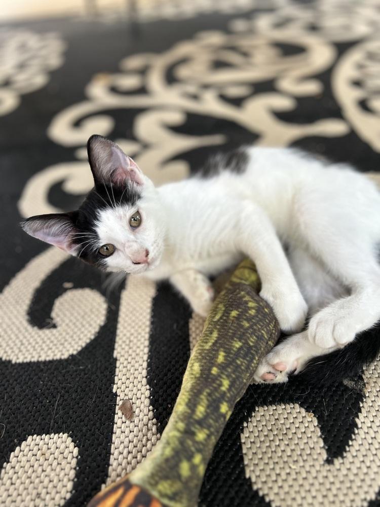 CL - Pike, Adoptable, Kitten Male Domestic Short Hair.