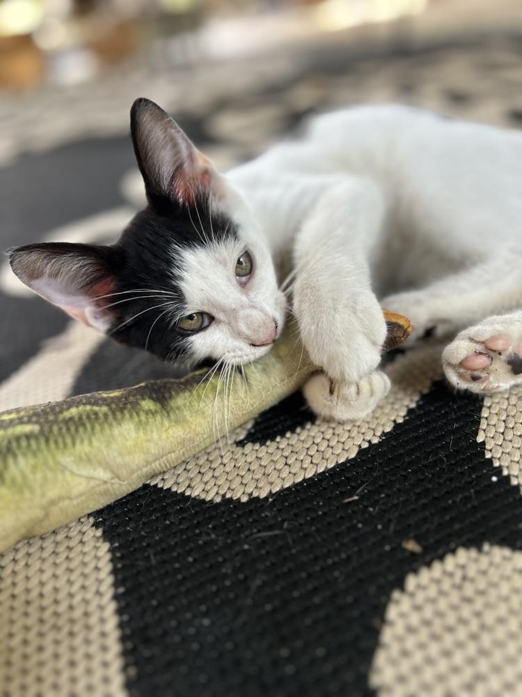 Enlarge CL - Pike, a Adoptable Domestic Short Hair in Dawson, GA image 3/3