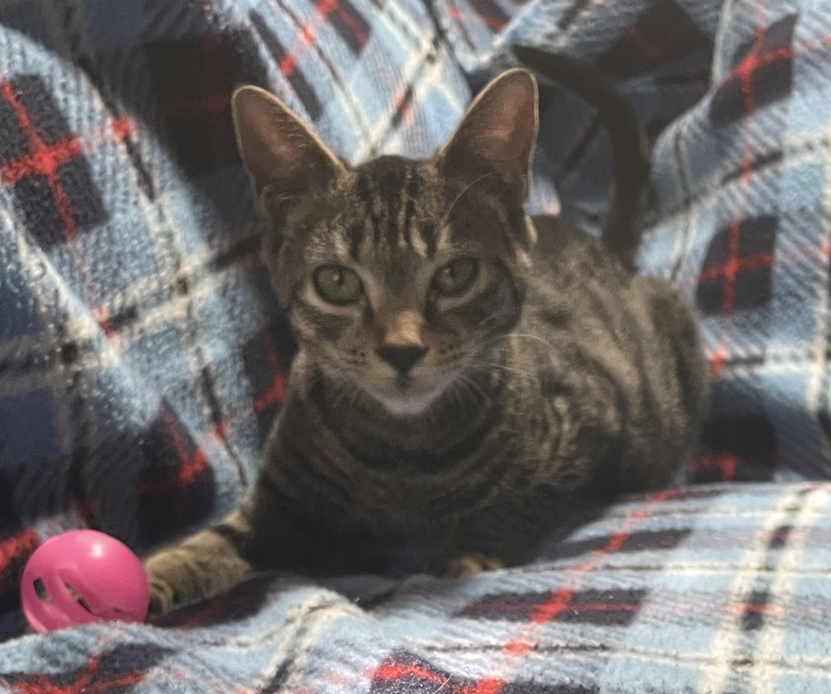 Enlarge Karen, a Adoptable Domestic Short Hair in Kalama, WA image 1/3