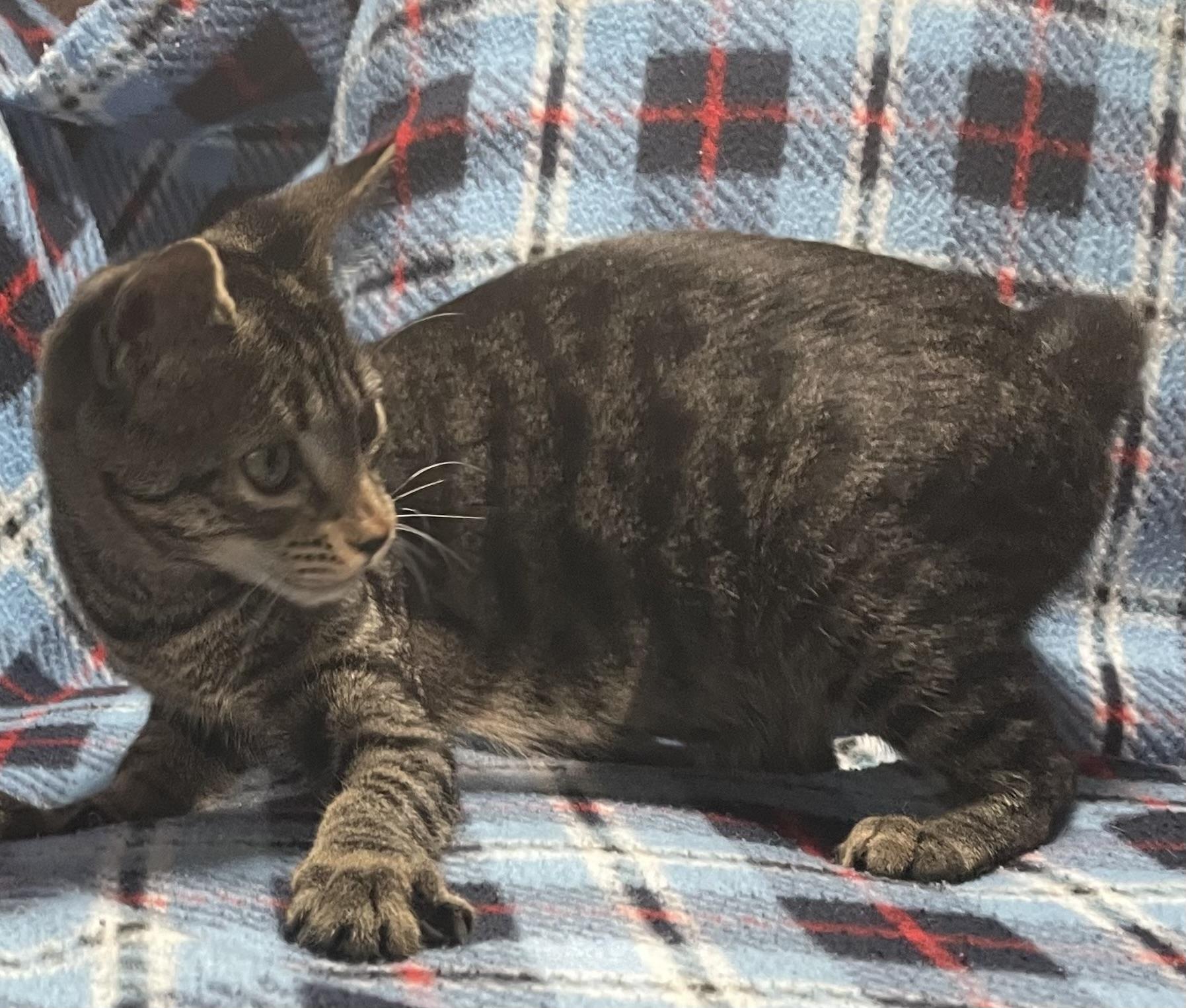 Enlarge Karen, a Adoptable Domestic Short Hair in Kalama, WA image 2/3