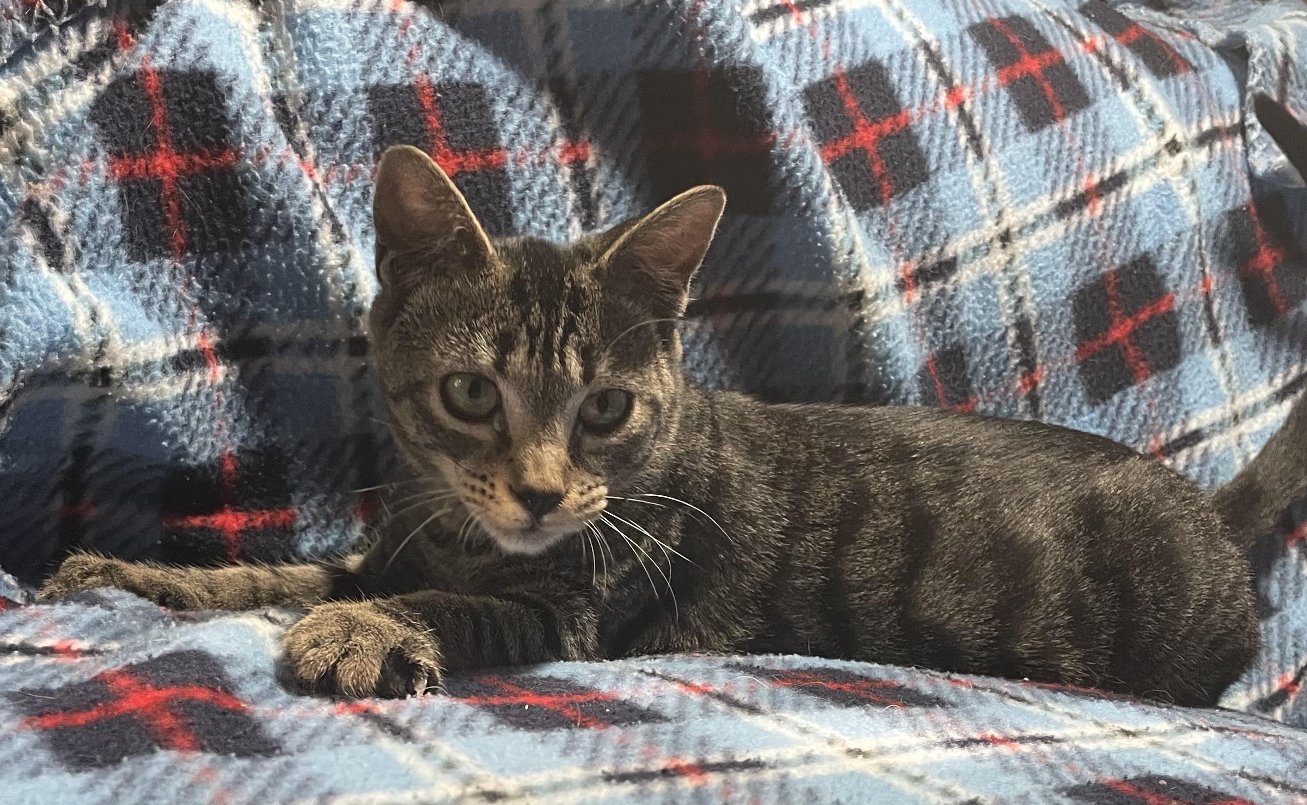 Enlarge Karen, a Adoptable Domestic Short Hair in Kalama, WA image 3/3