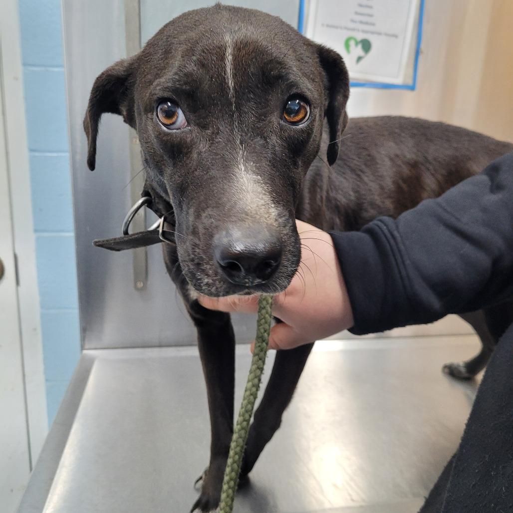 Enlarge Lady, a ADOPTABLE Mixed Breed in Orangeburg, SC image 2/2