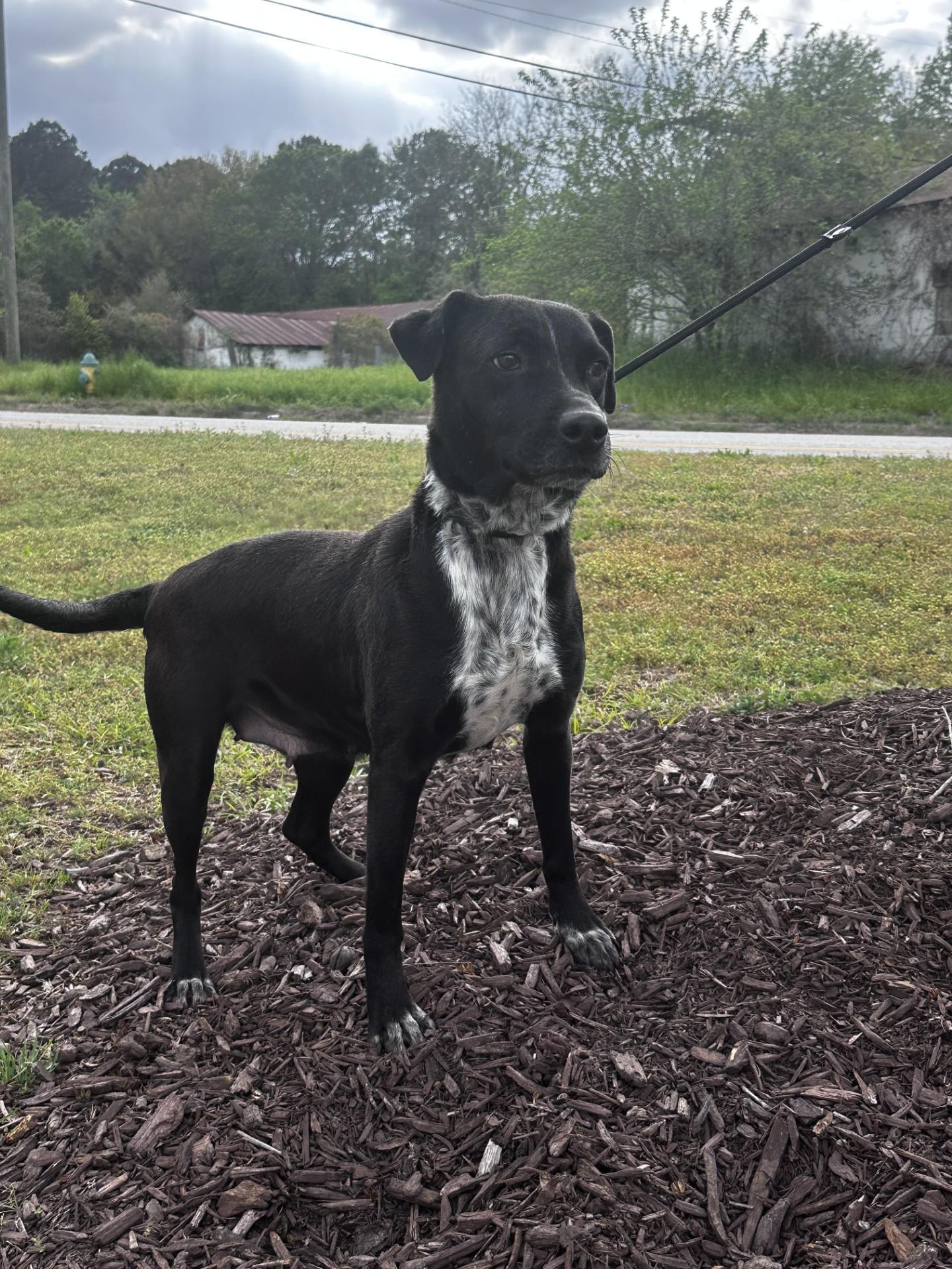 Lady, ADOPTABLE, Adult Female Mixed Breed.