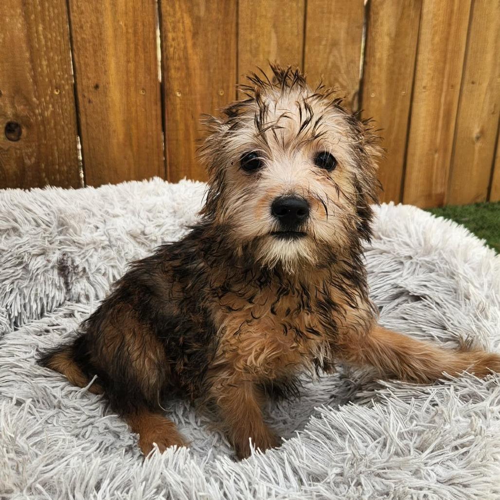 Pixie KA, adopted, Puppy Female West Highland White Terrier / Westie & Wirehaired Terrier.