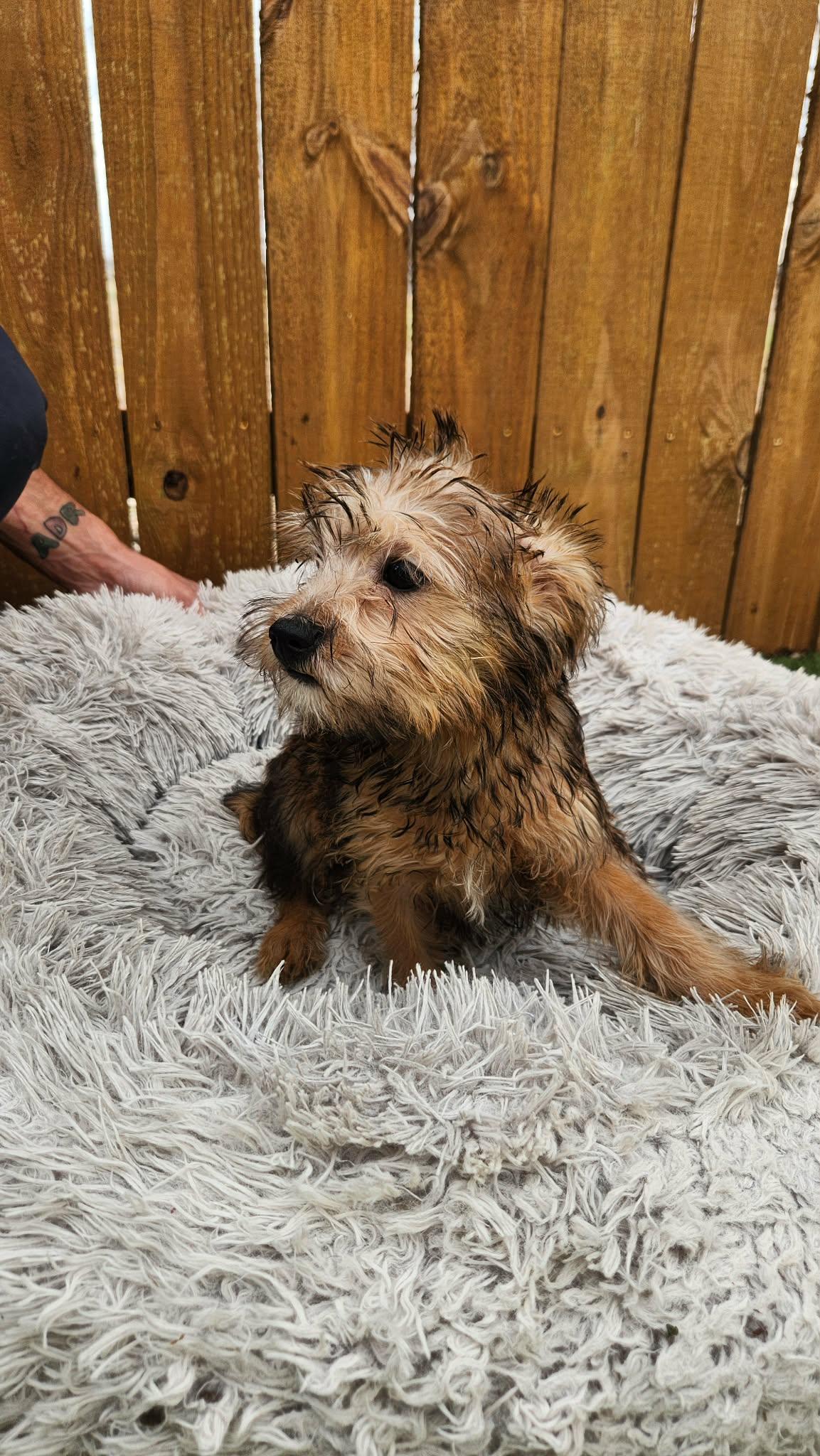 Enlarge Pixie KA, an adopted mixed breed in Von Ormy, TX image 3/5