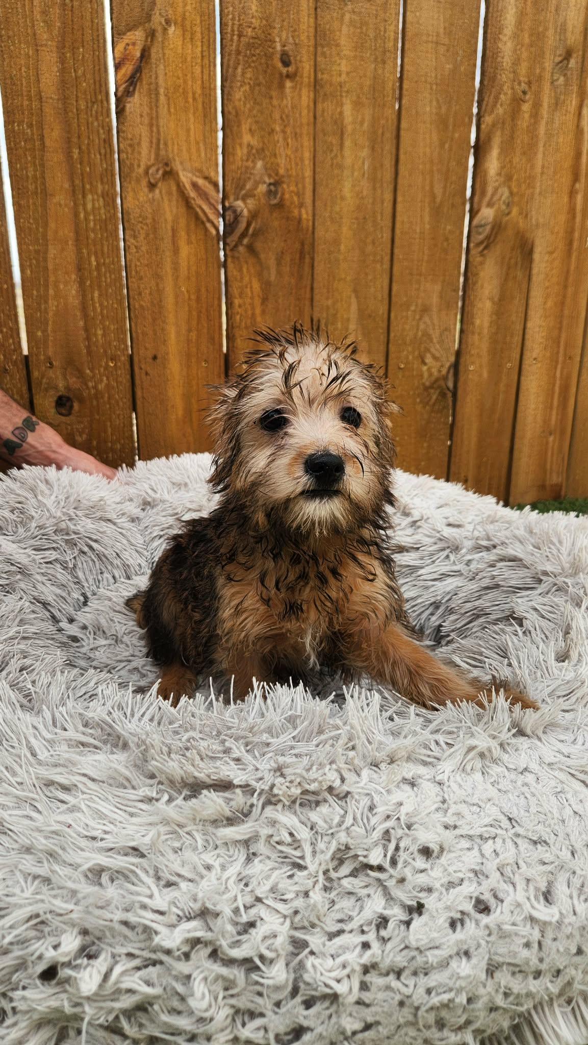 Enlarge Pixie KA, an adopted mixed breed in Von Ormy, TX image 5/5