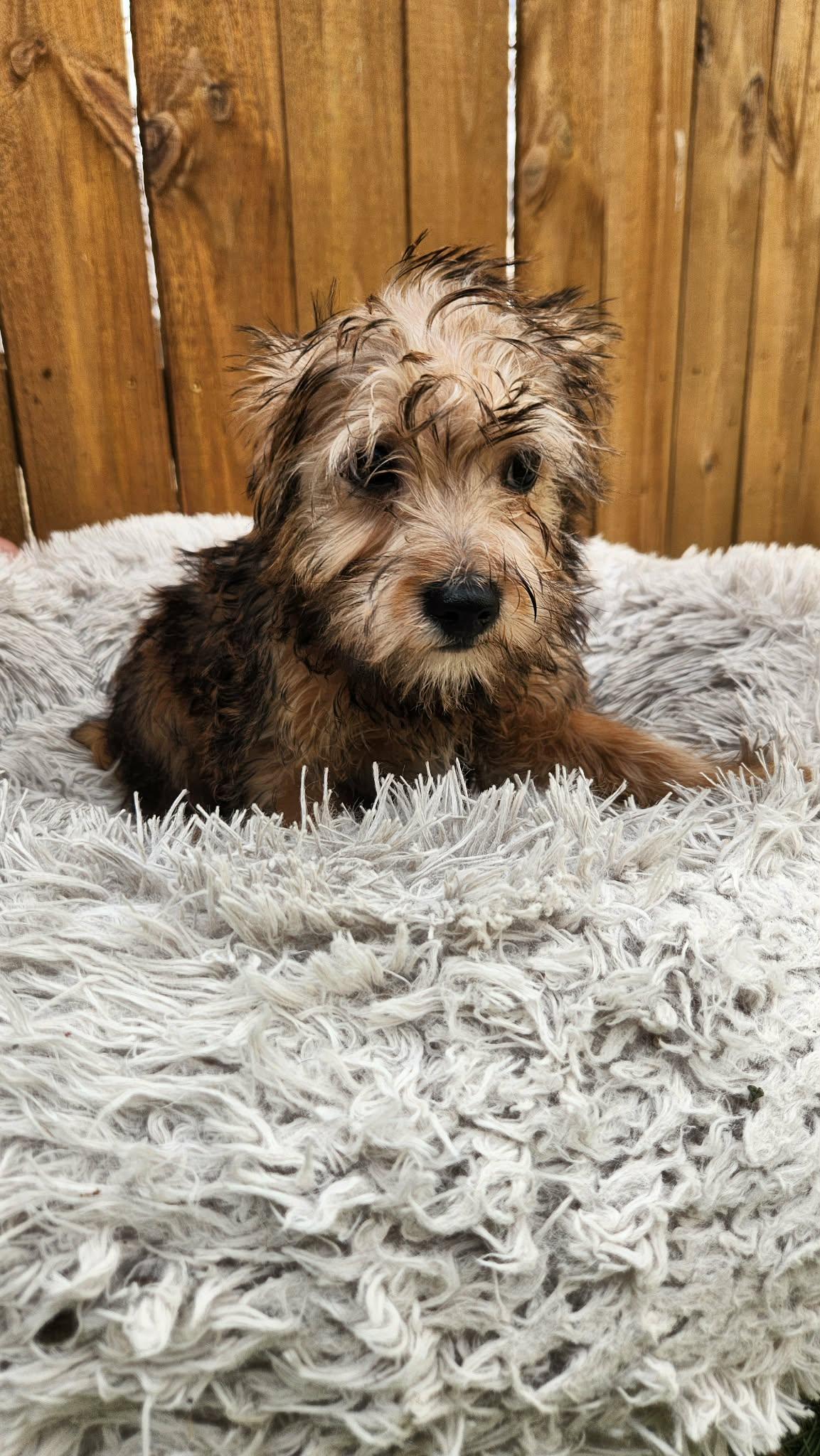 Enlarge Pixie KA, an adopted mixed breed in Von Ormy, TX image 4/5