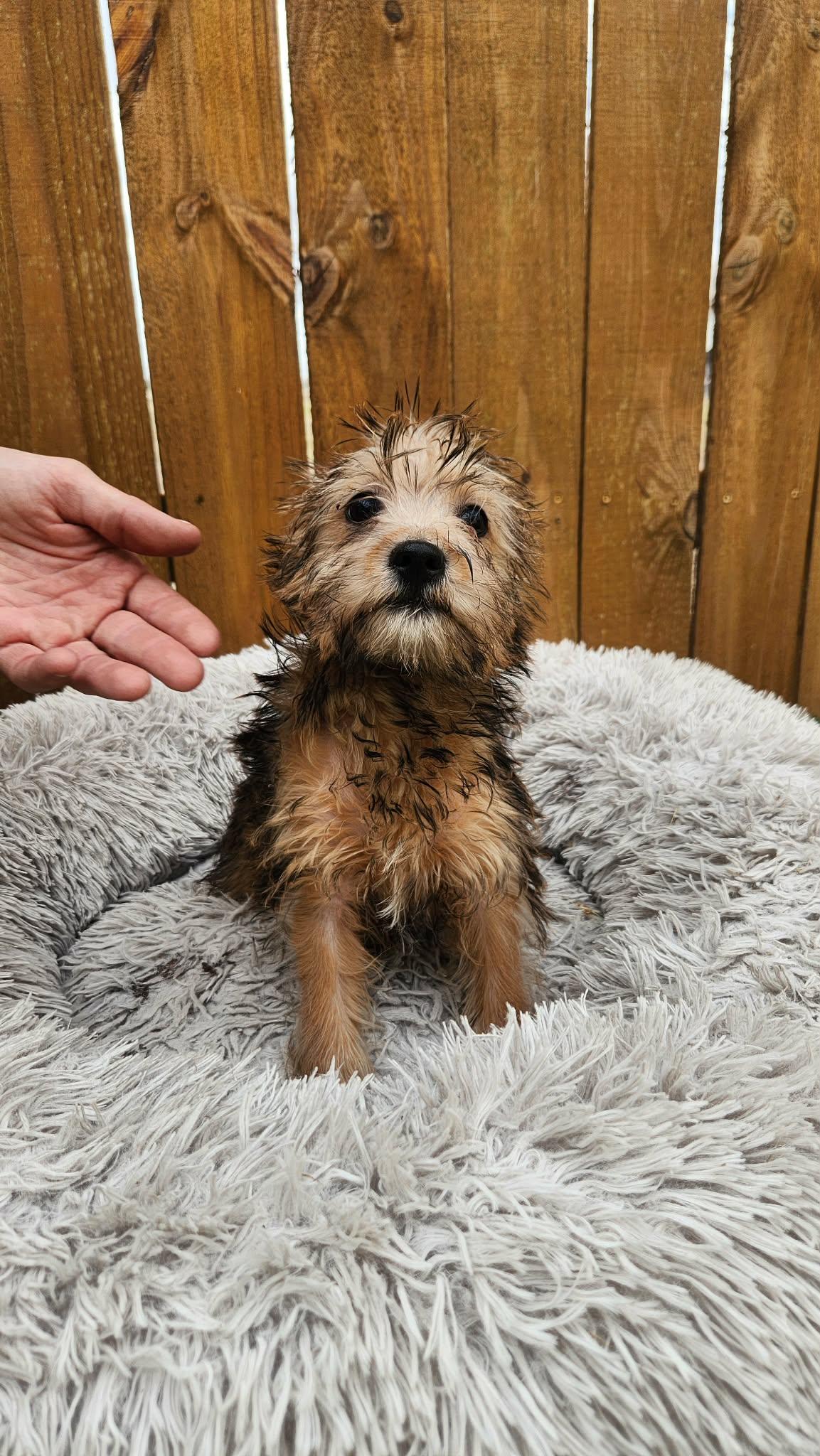 Enlarge Pixie KA, an adopted mixed breed in Von Ormy, TX image 2/5