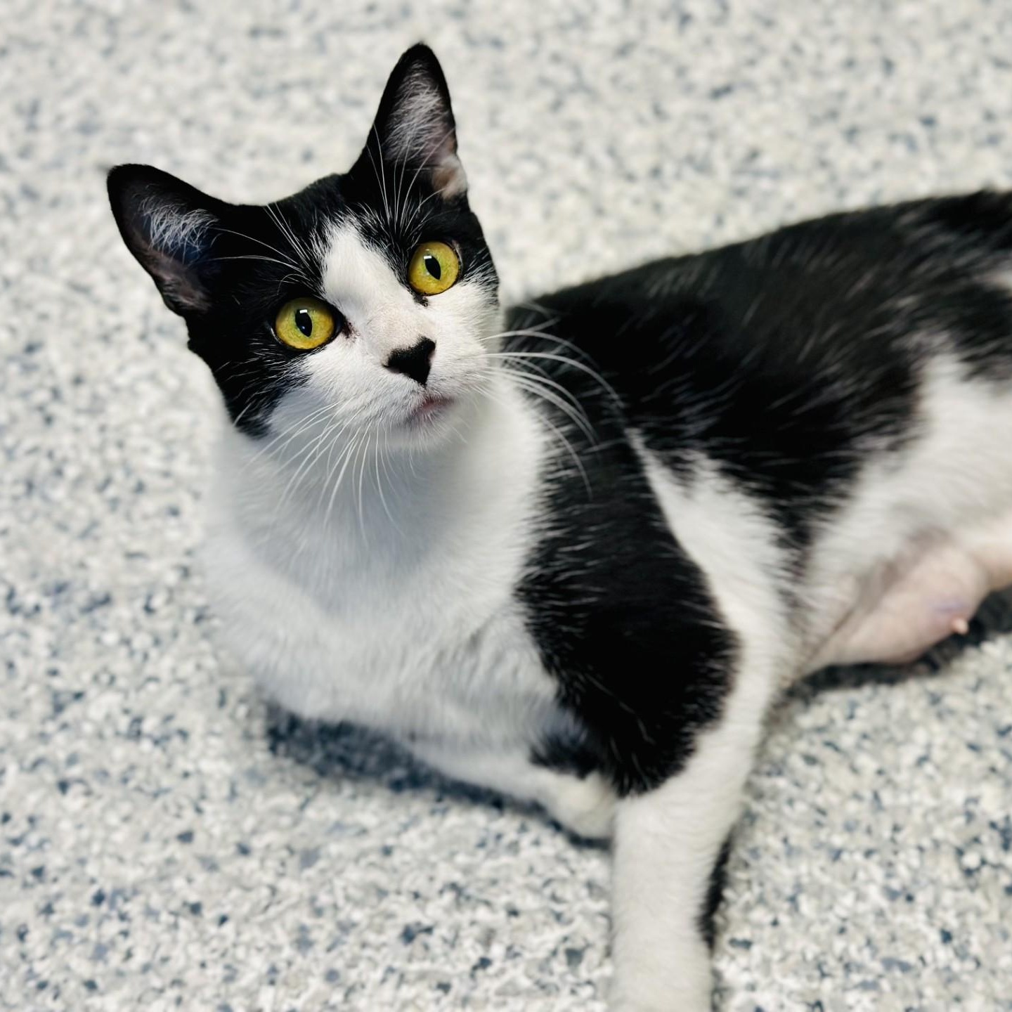 Enlarge Marshmallow, a ADOPTABLE Domestic Short Hair in Manahawkin, NJ image 2/2