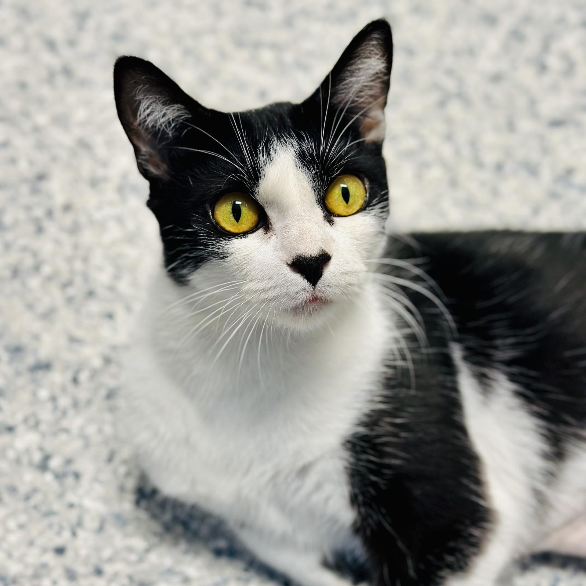 Enlarge Marshmallow, a ADOPTABLE Domestic Short Hair in Manahawkin, NJ image 1/2