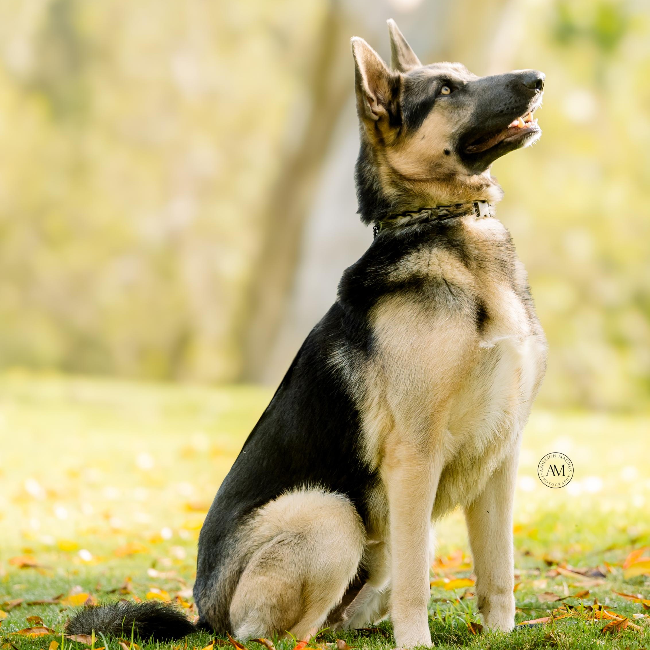 Enlarge Kit , a ADOPTABLE German Shepherd Dog in Los Angeles, CA image 2/6