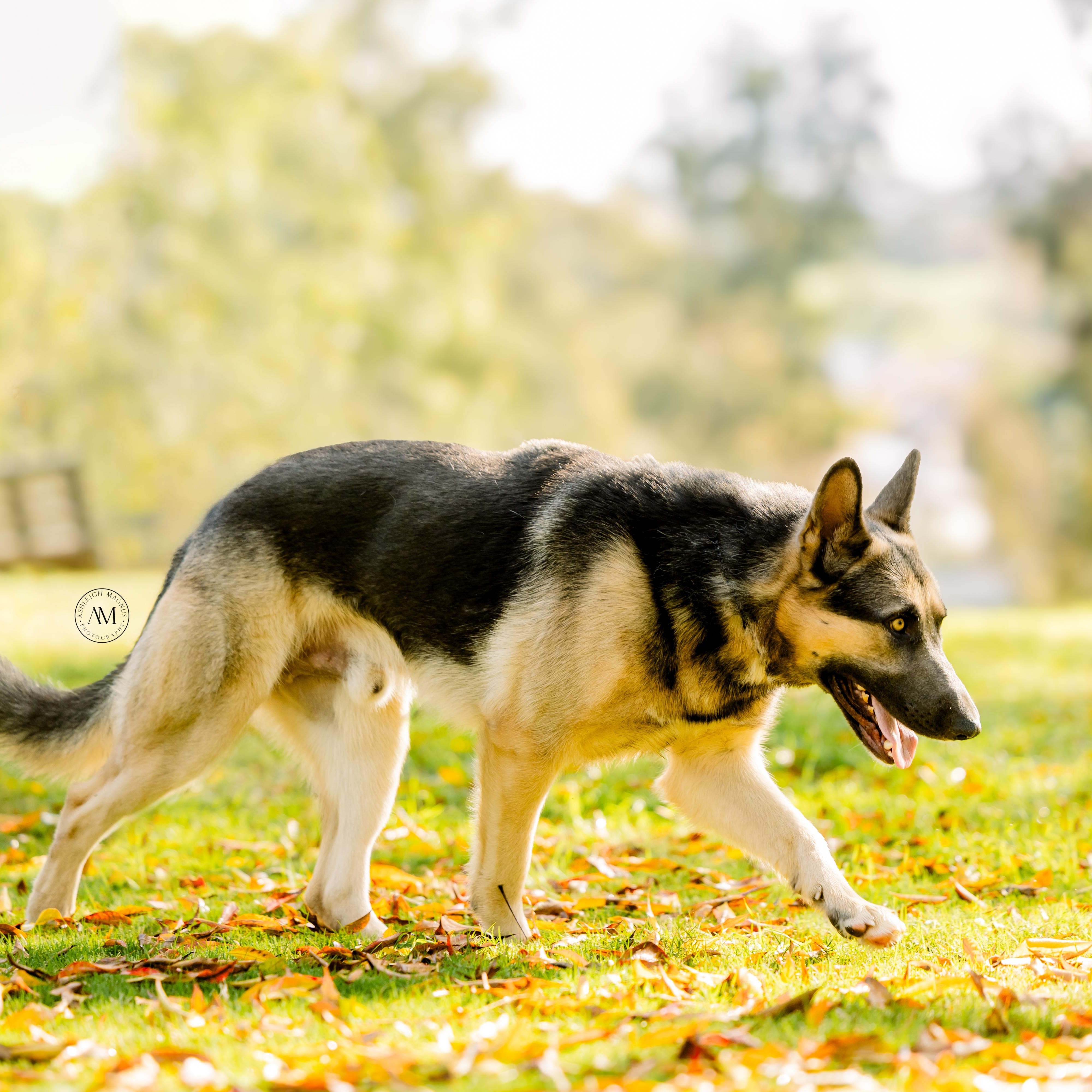 Enlarge Kit , a ADOPTABLE German Shepherd Dog in Los Angeles, CA image 4/6