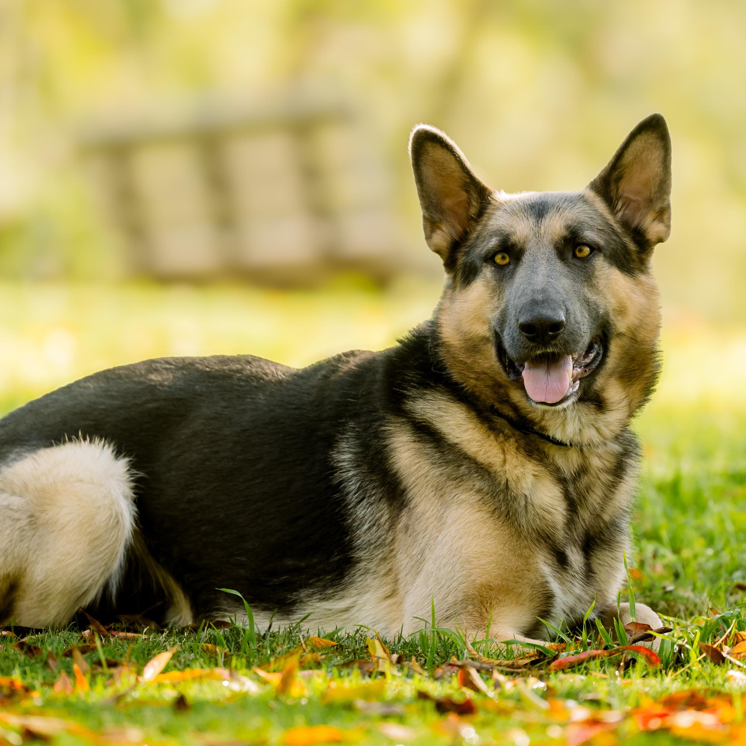 Enlarge Kit , a ADOPTABLE German Shepherd Dog in Los Angeles, CA image 3/6