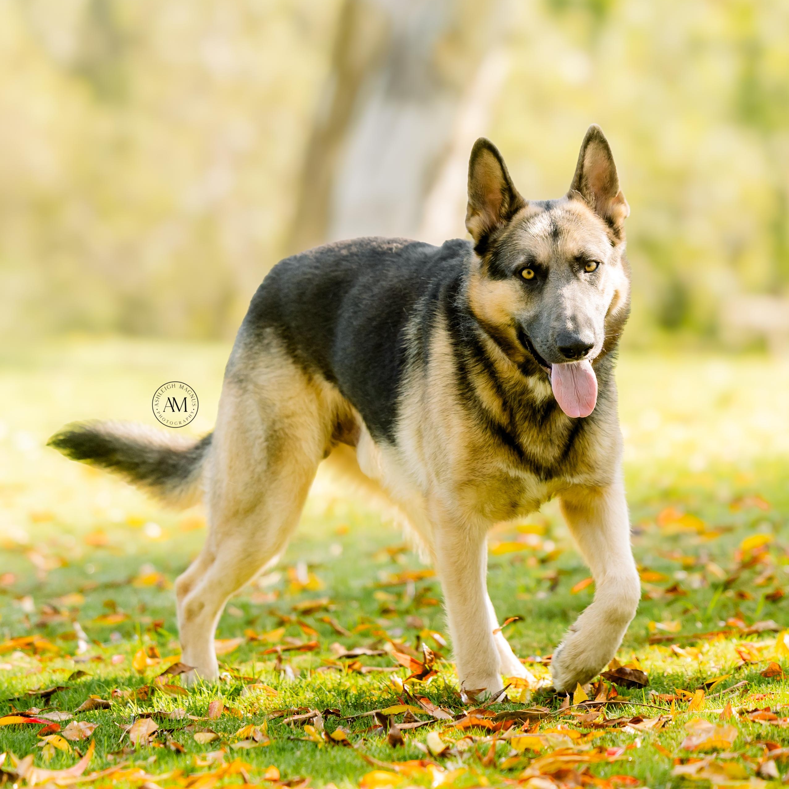 Enlarge Kit , a ADOPTABLE German Shepherd Dog in Los Angeles, CA image 5/6