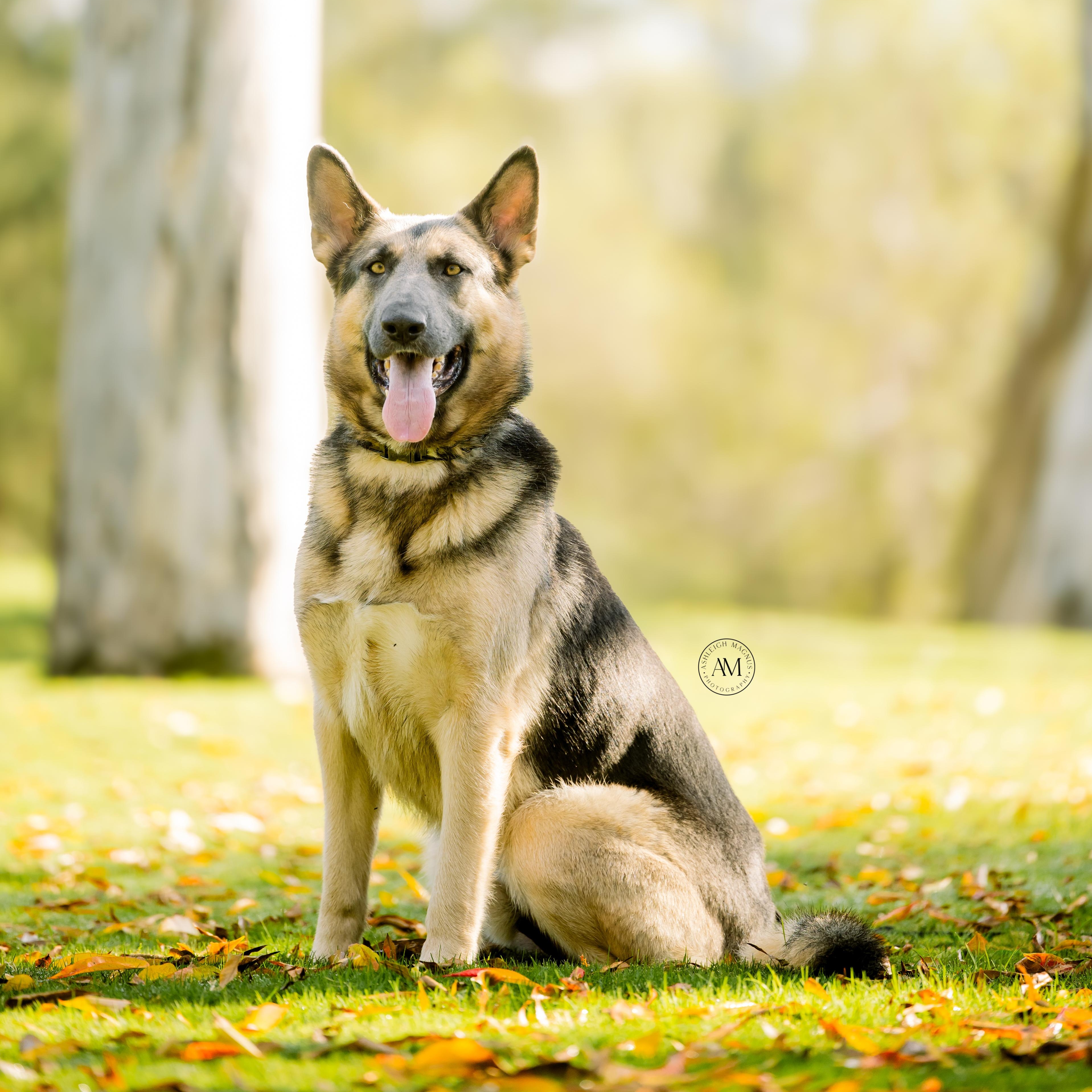Kit , ADOPTABLE, Adult Male German Shepherd Dog.