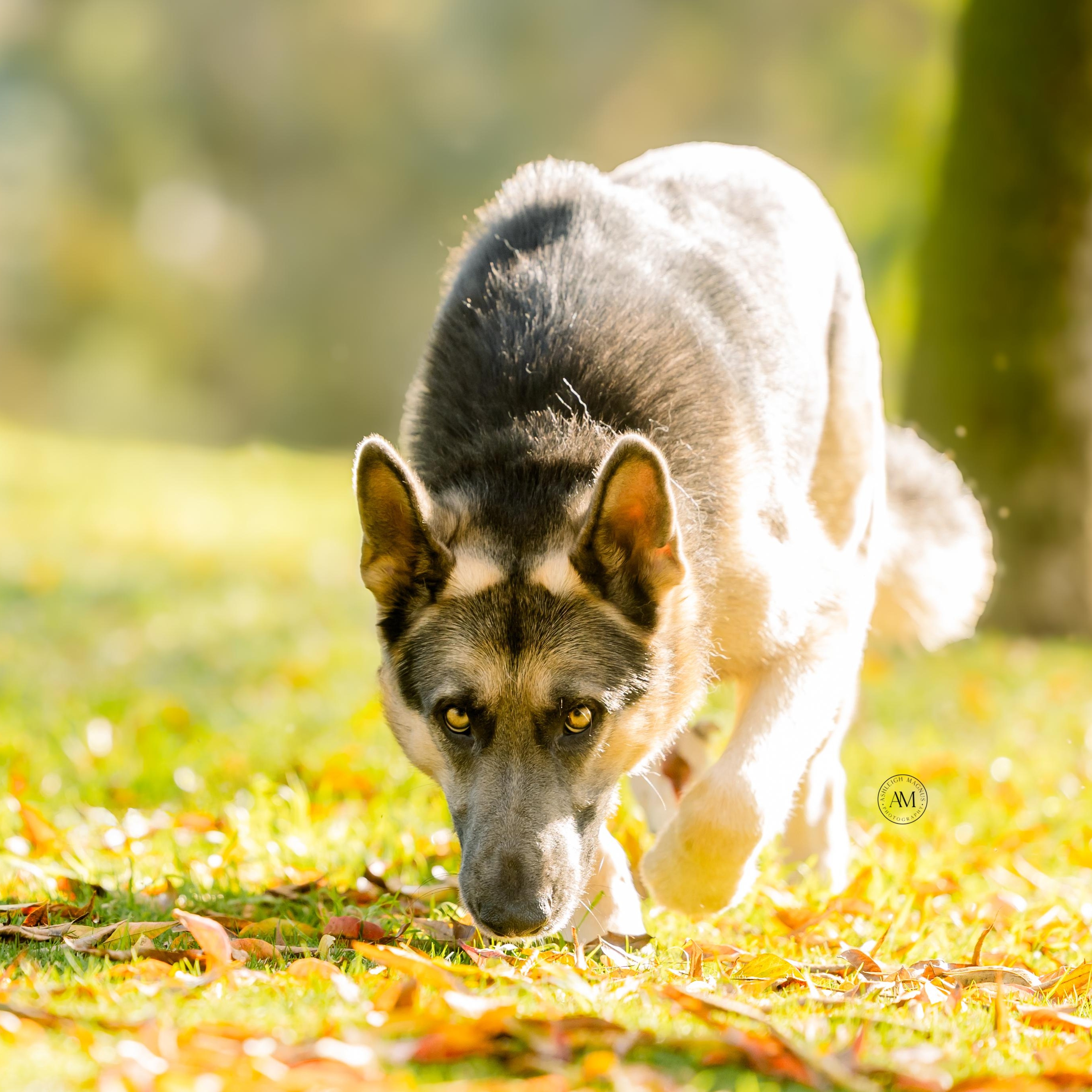 Enlarge Kit , a ADOPTABLE German Shepherd Dog in Los Angeles, CA image 6/6