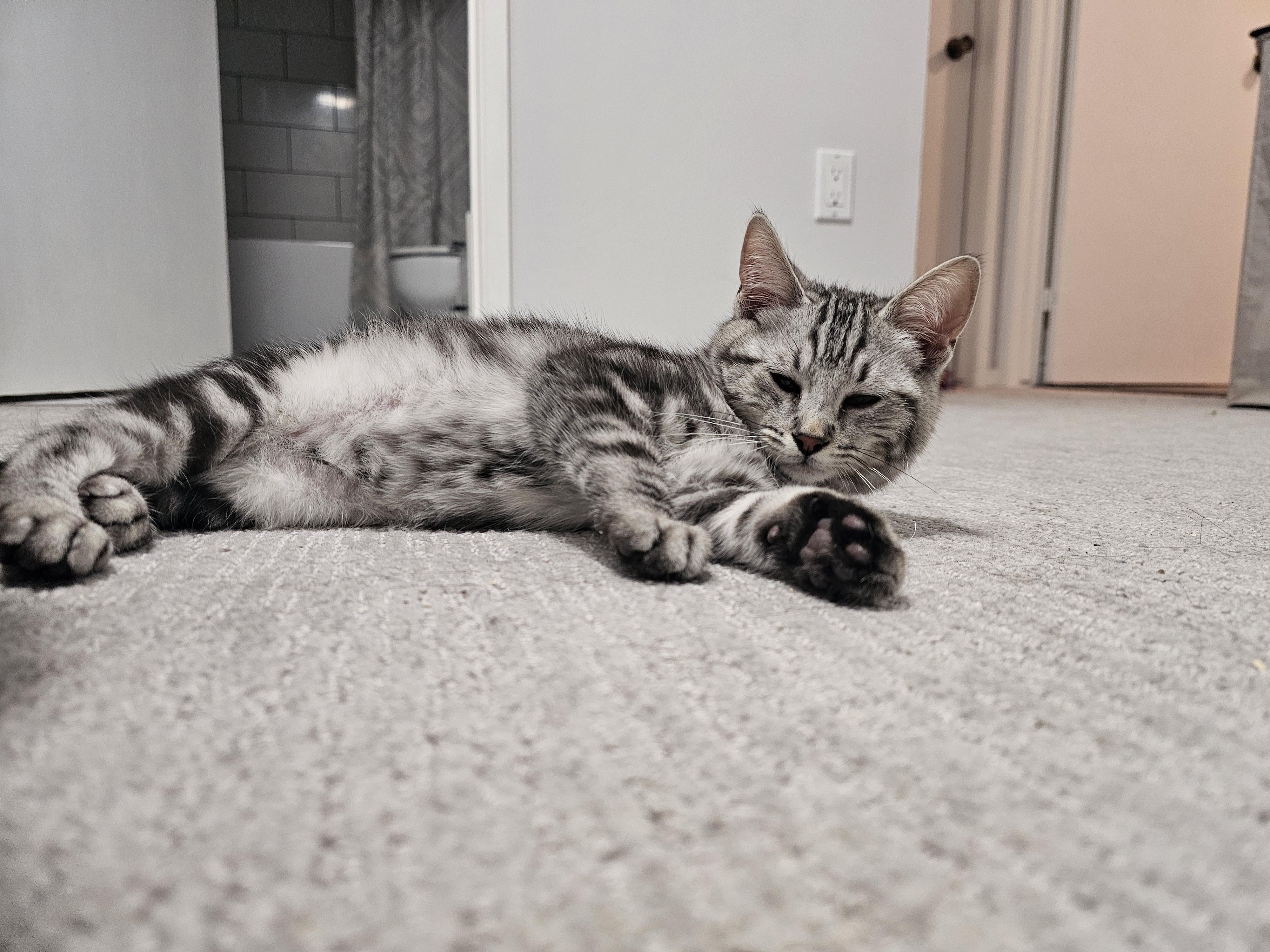 Max, adopted, Kitten Male Tabby.