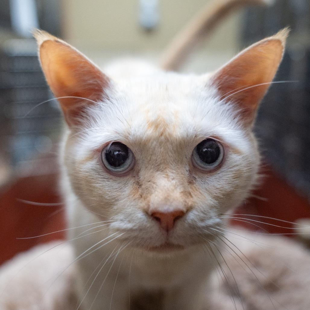 Enlarge Michael, a Adoptable Domestic Short Hair in Gainesville, GA image 1/2