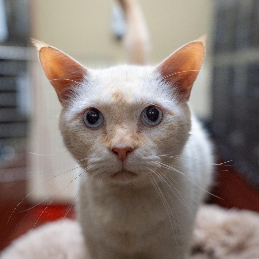 Enlarge Michael, a Adoptable Domestic Short Hair in Gainesville, GA image 2/2