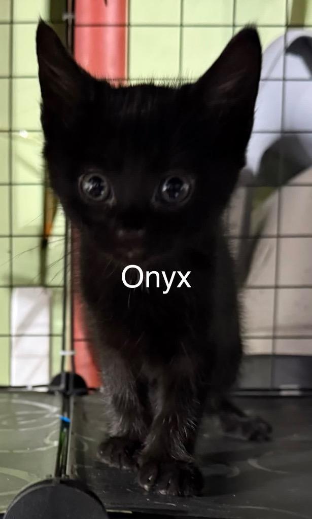 Onyx, Adoptable, Kitten Female Domestic Short Hair.