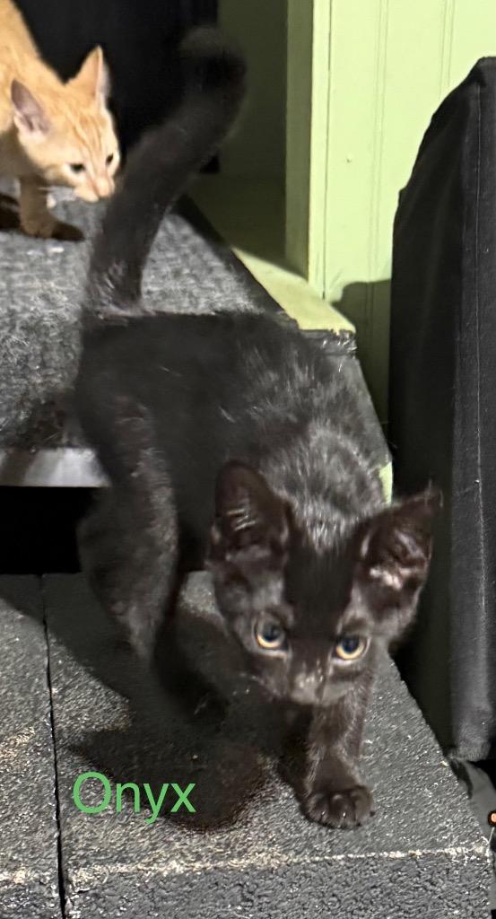 Onyx, a Adoptable mixed breed in Johnson City, TN image 2/6