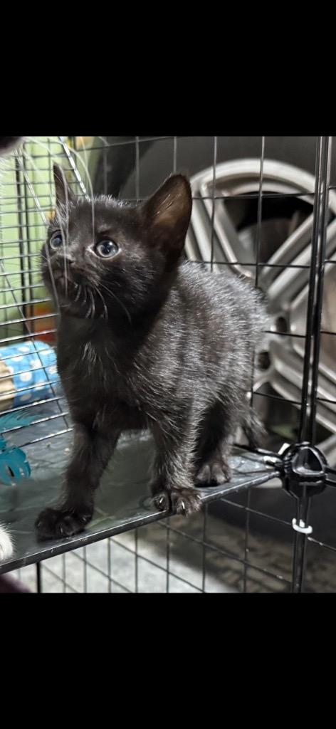 Onyx, a Adoptable mixed breed in Johnson City, TN image 3/6