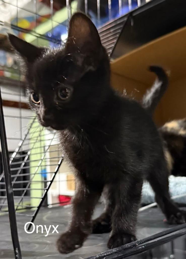 Onyx, a Adoptable mixed breed in Johnson City, TN image 4/6
