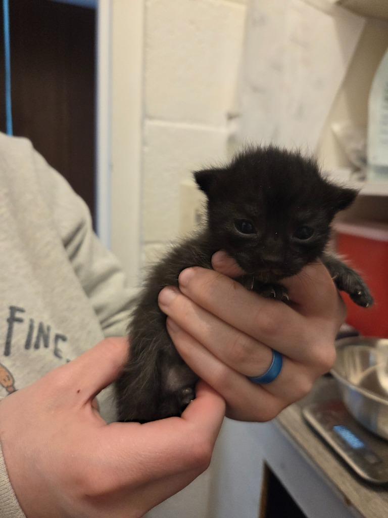 Onyx, a Adoptable mixed breed in Johnson City, TN image 5/6