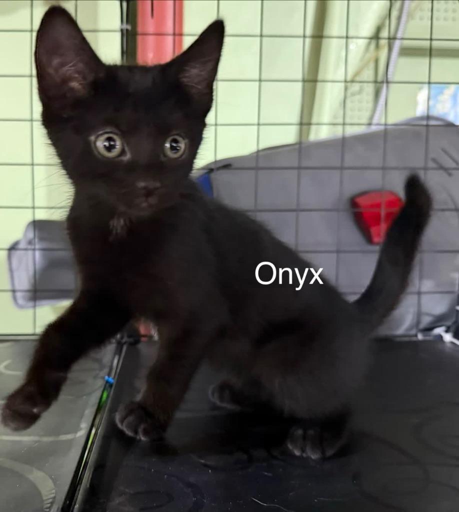 Onyx, a Adoptable mixed breed in Johnson City, TN image 6/6