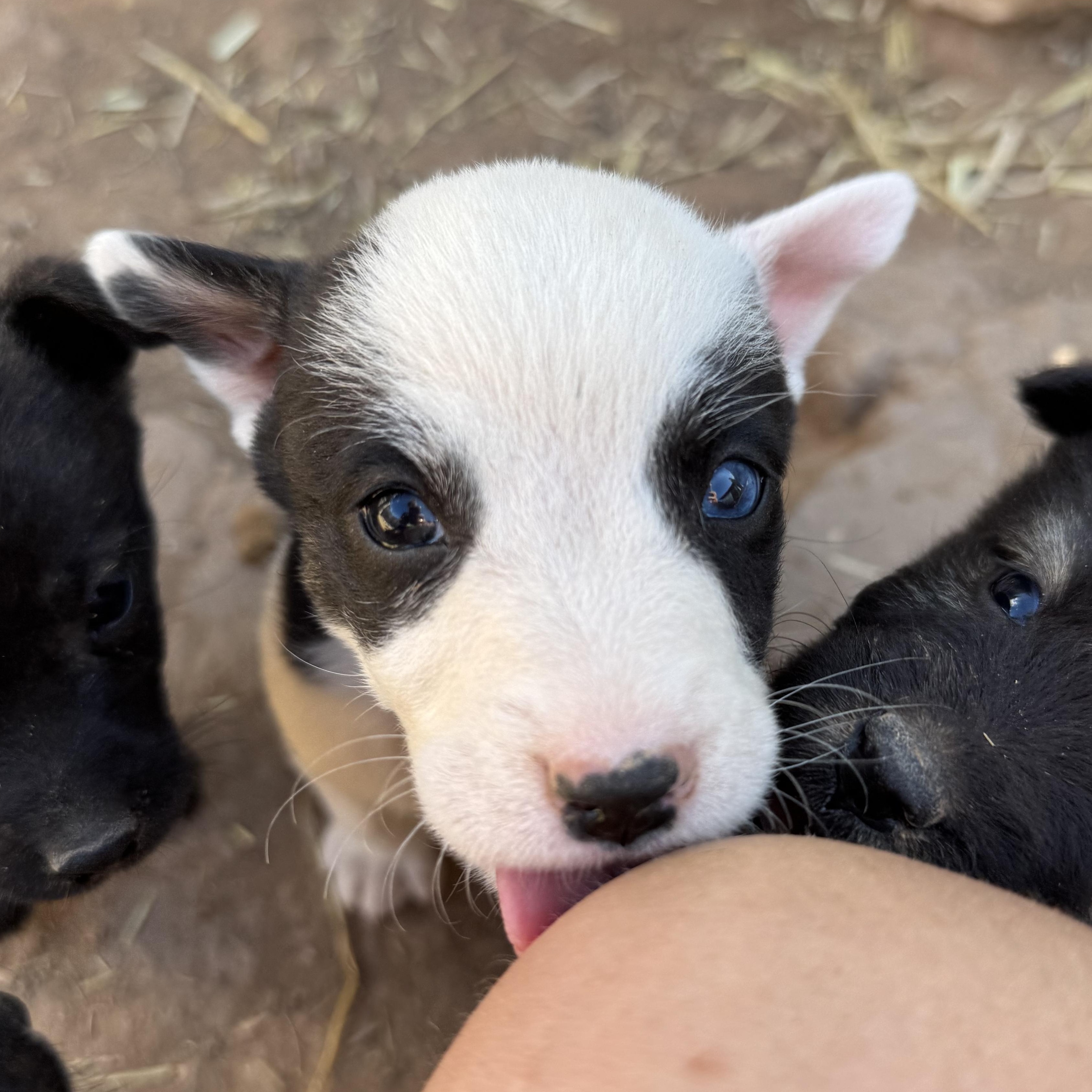 Bat Woman, Adoptable, Puppy Female Husky.