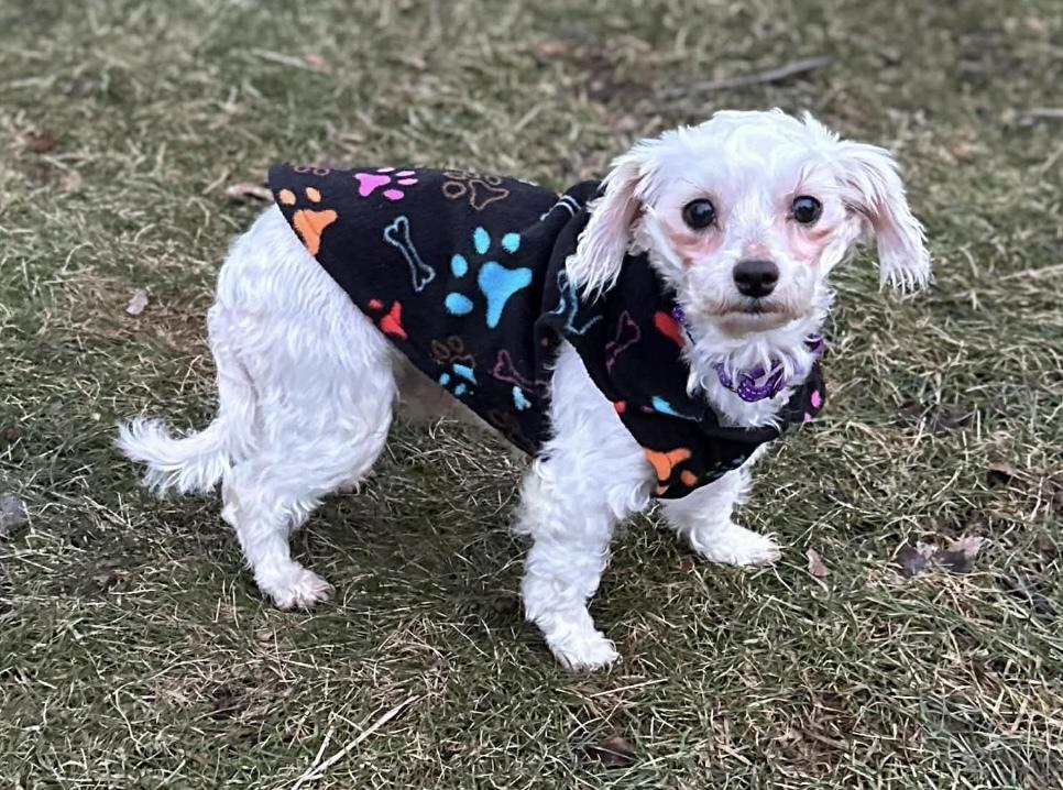 Daisy, Adoptable, Young Female Maltese.