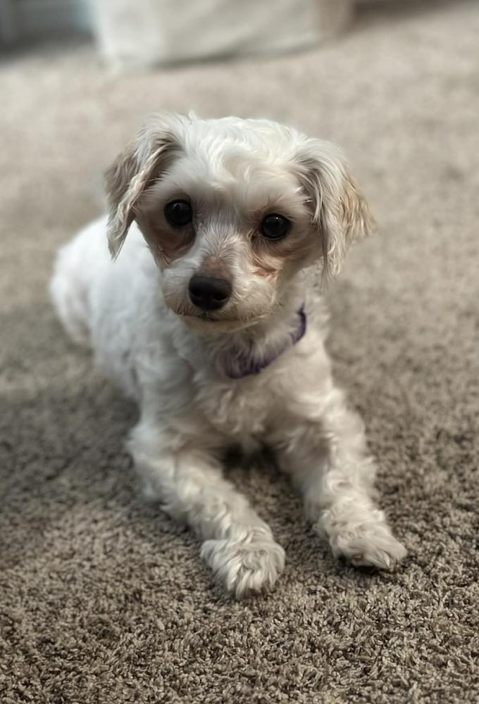 Enlarge Daisy, a Adoptable Maltese in Cheektowaga, NY image 2/2