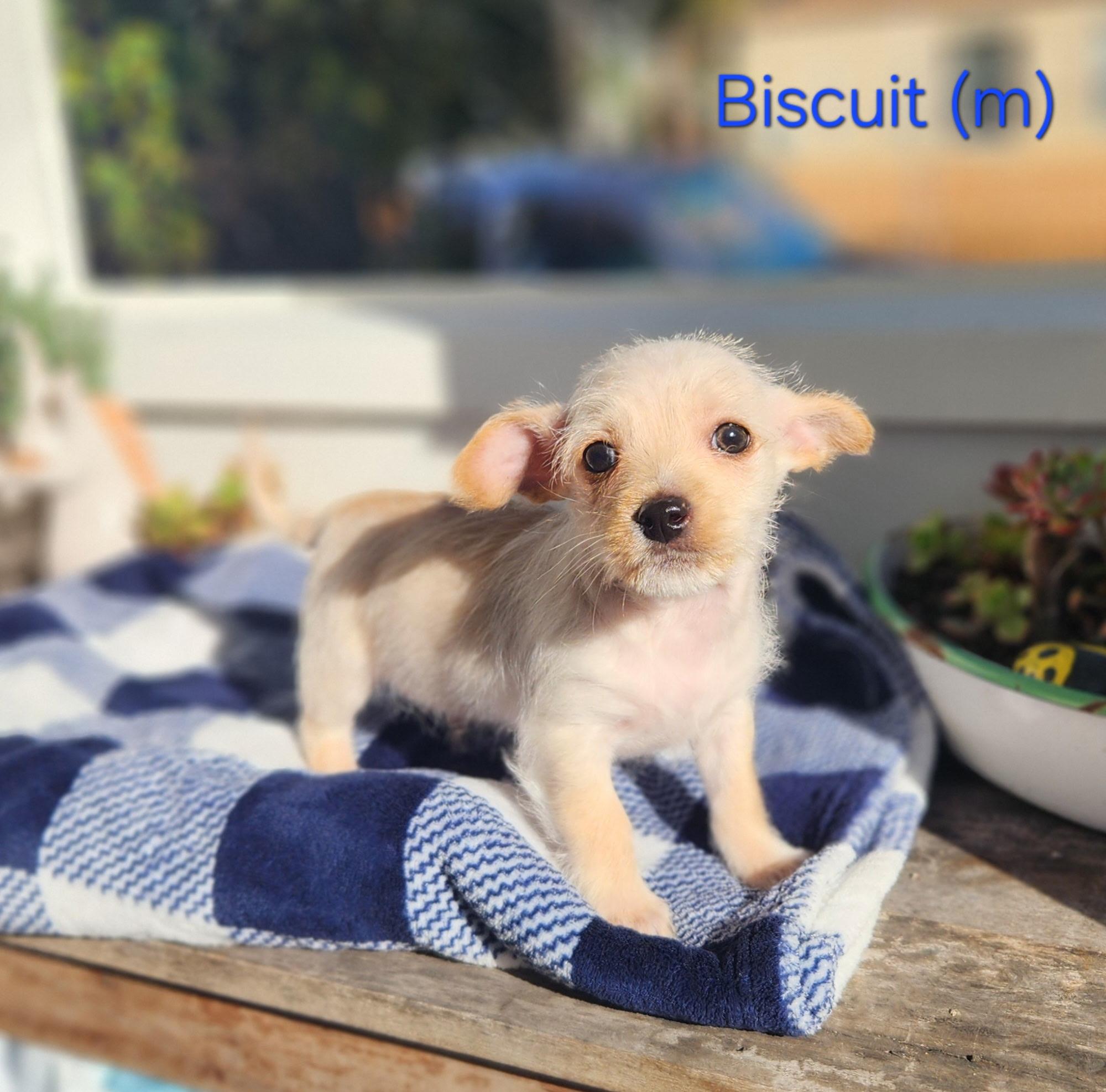 Biscuit, an adopted mixed breed in Hayward, CA image 3/3