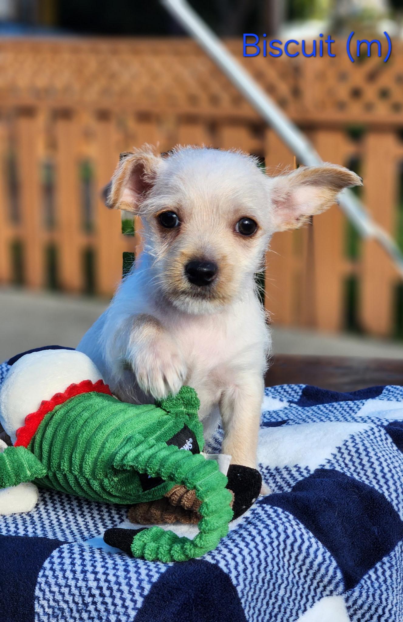 Biscuit, an adopted mixed breed in Hayward, CA image 1/3