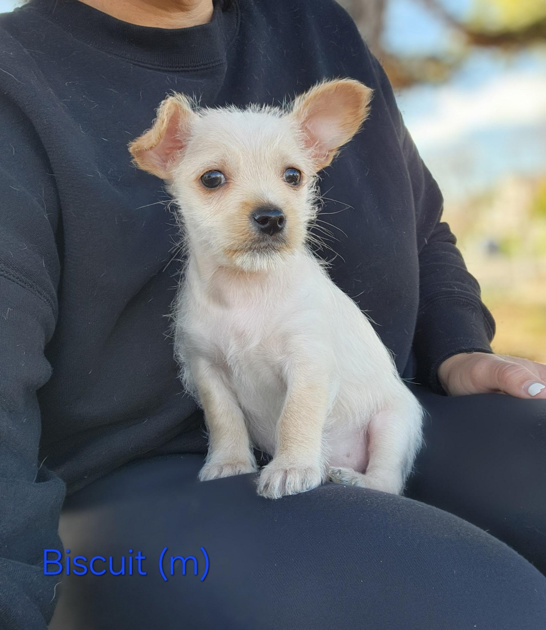 Biscuit, an adopted mixed breed in Hayward, CA image 2/3