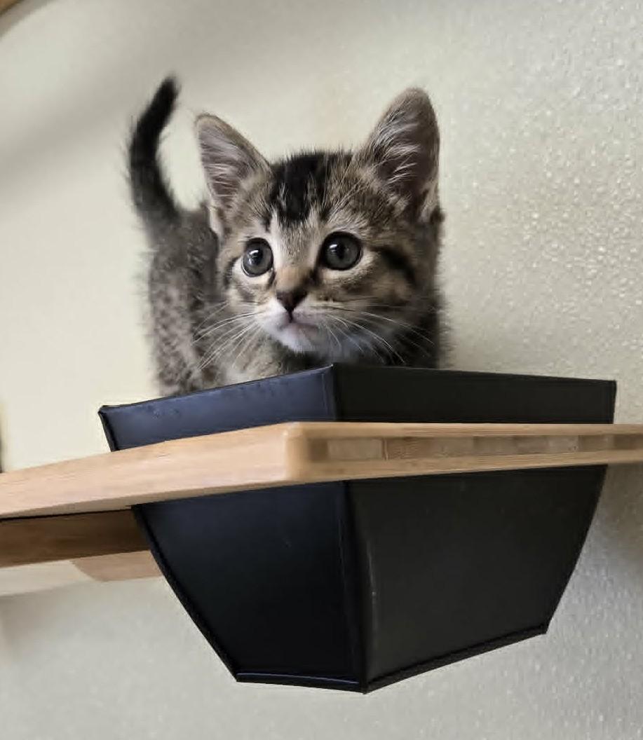 Truffle, adopted, Young Female Domestic Short Hair.