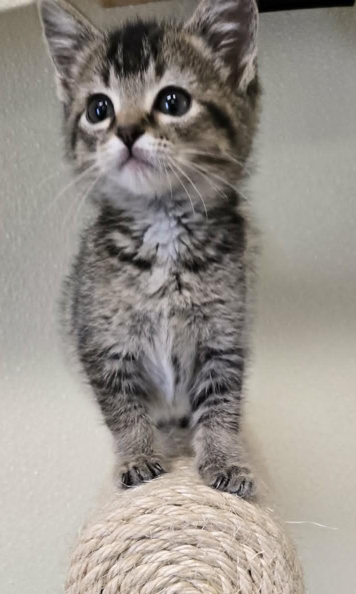Enlarge Truffle, an adopted mixed breed in Larned, KS image 3/3