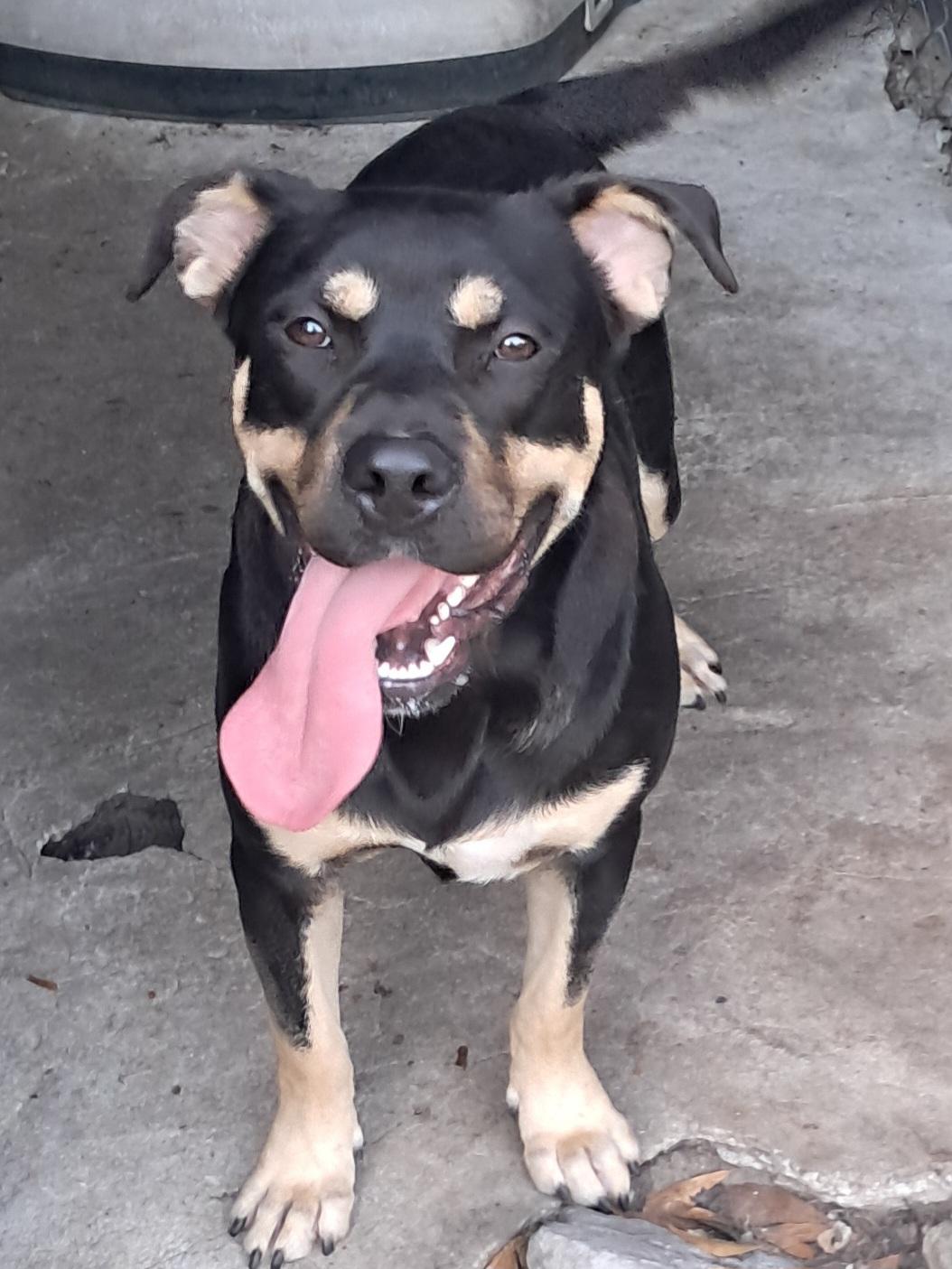Knox, a ADOPTABLE mixed breed in BREWTON, AL image 1/3