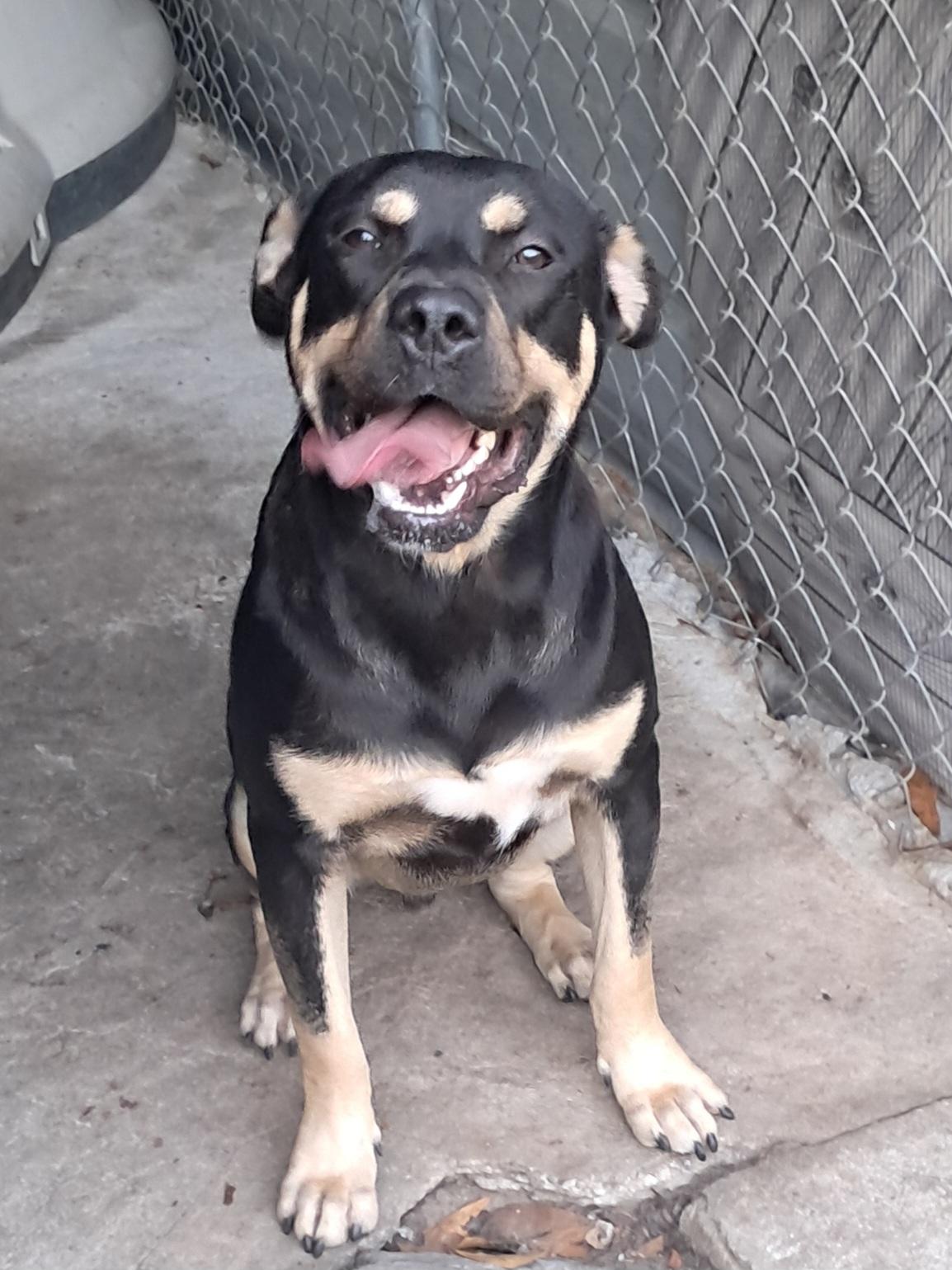 Knox, a ADOPTABLE mixed breed in BREWTON, AL image 2/3