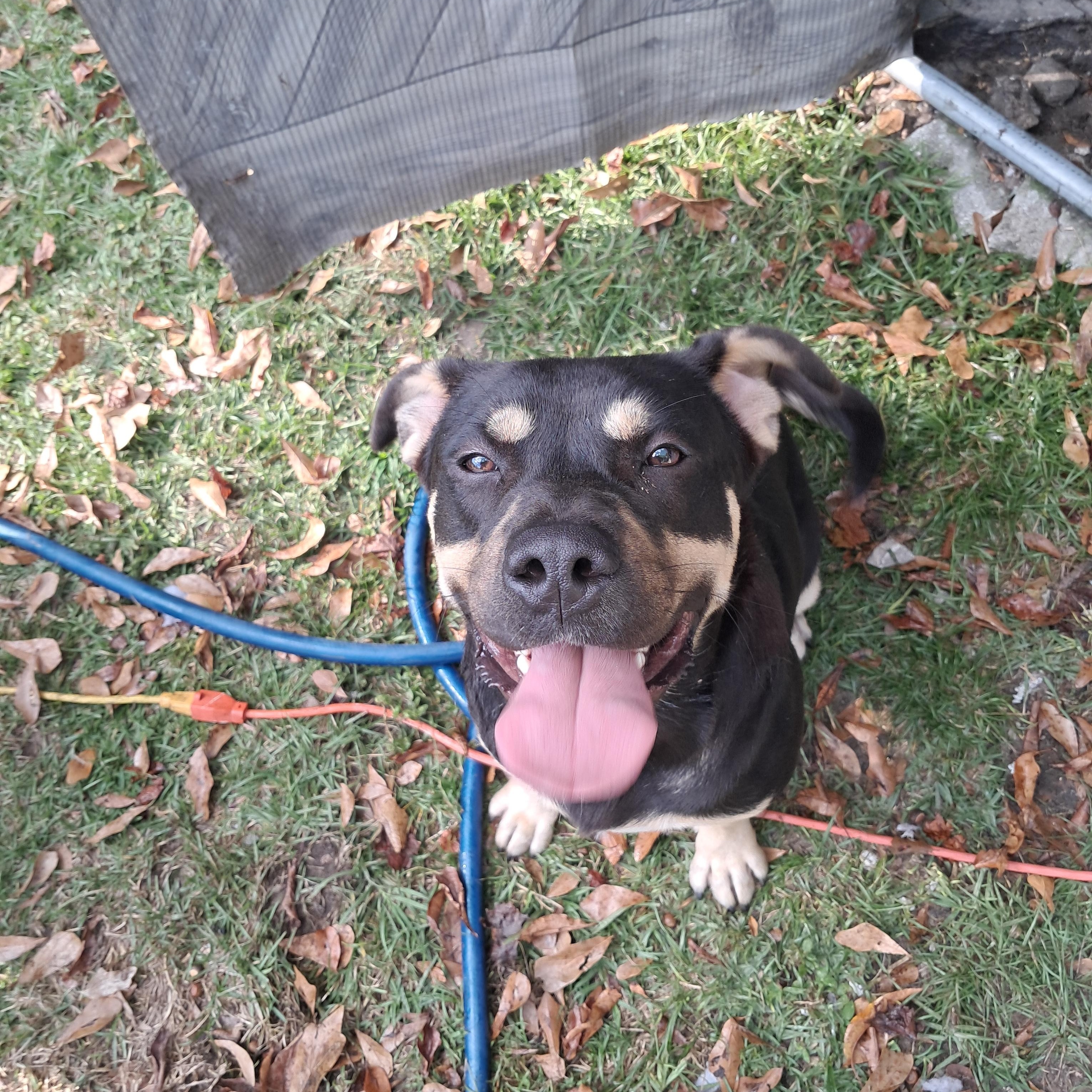 Knox, a ADOPTABLE mixed breed in BREWTON, AL image 3/3