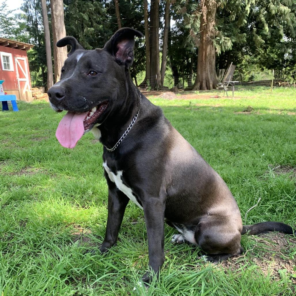 Penny, Adoptable, Adult Female Pit Bull Terrier & Cattle Dog.