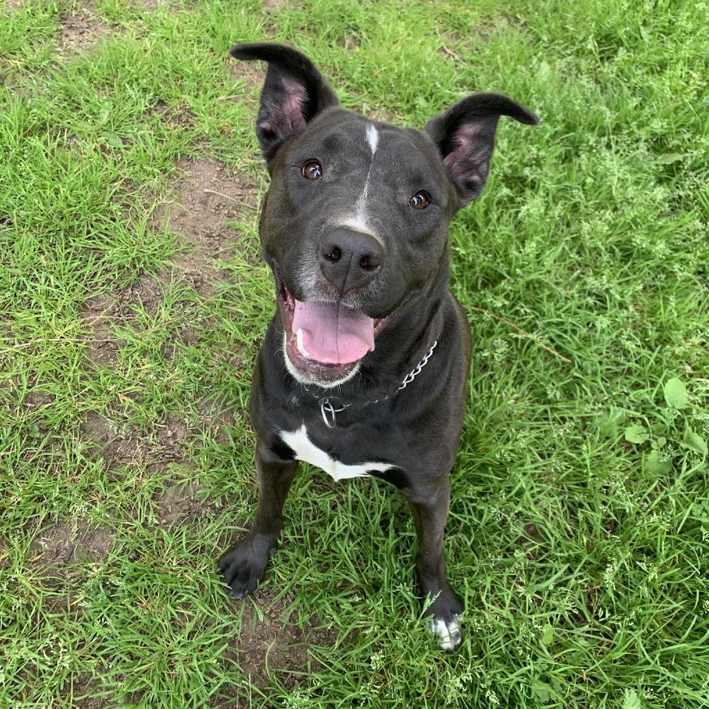 Enlarge Penny, a Adoptable mixed breed in Bellingham, WA image 2/4